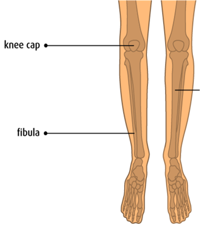 flat bones definition anatomy